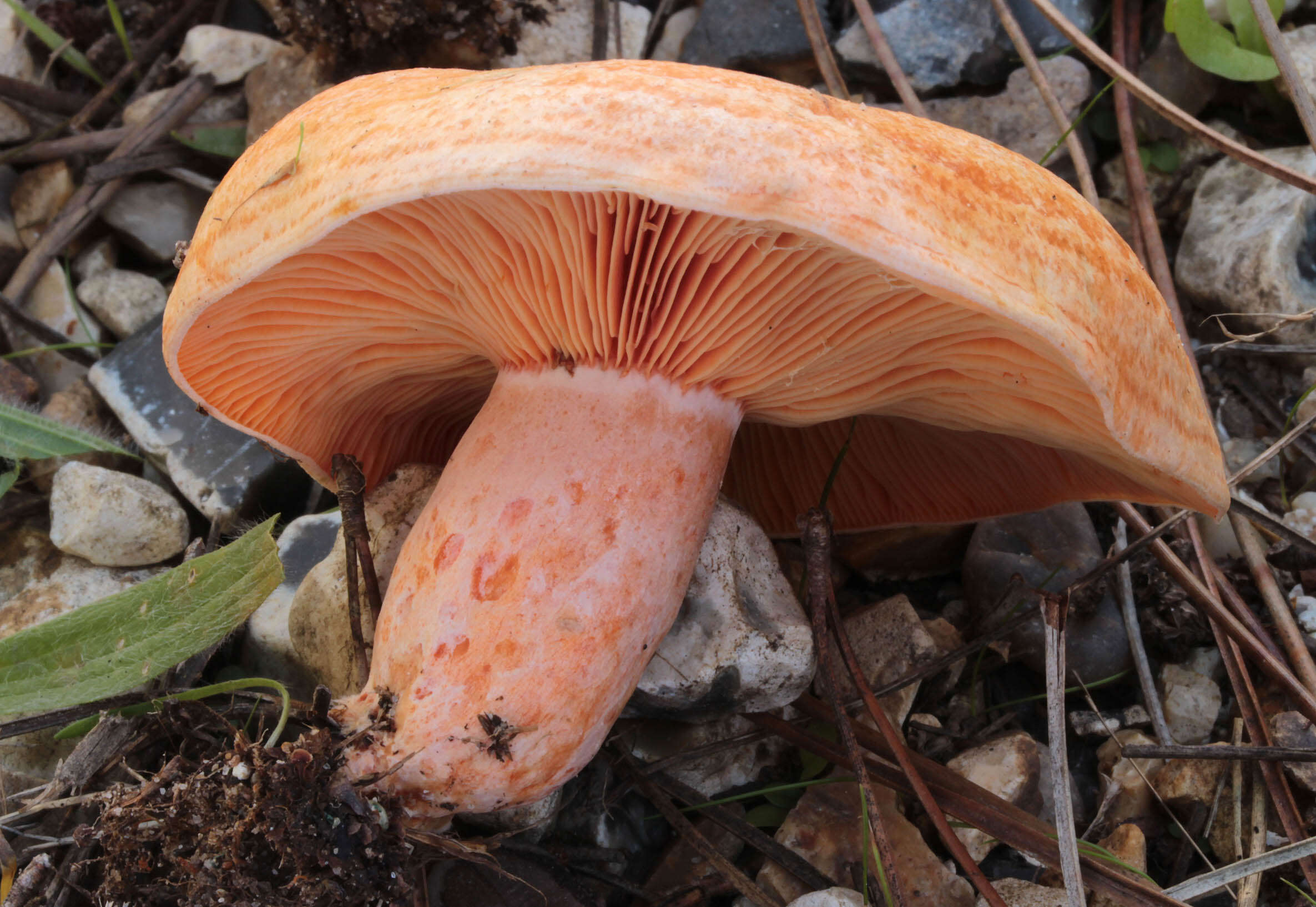 Image of Red Pine Mushroom