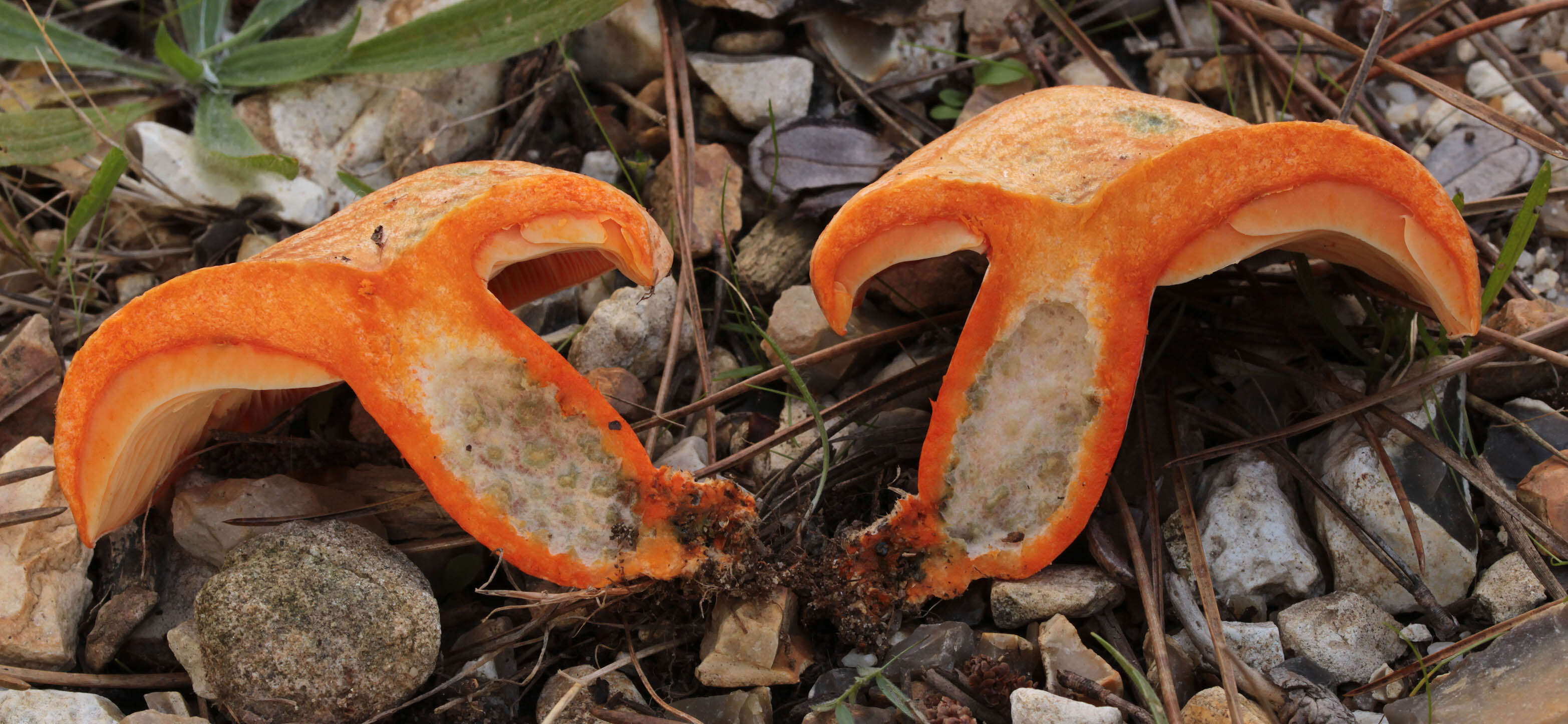 Image of Red Pine Mushroom