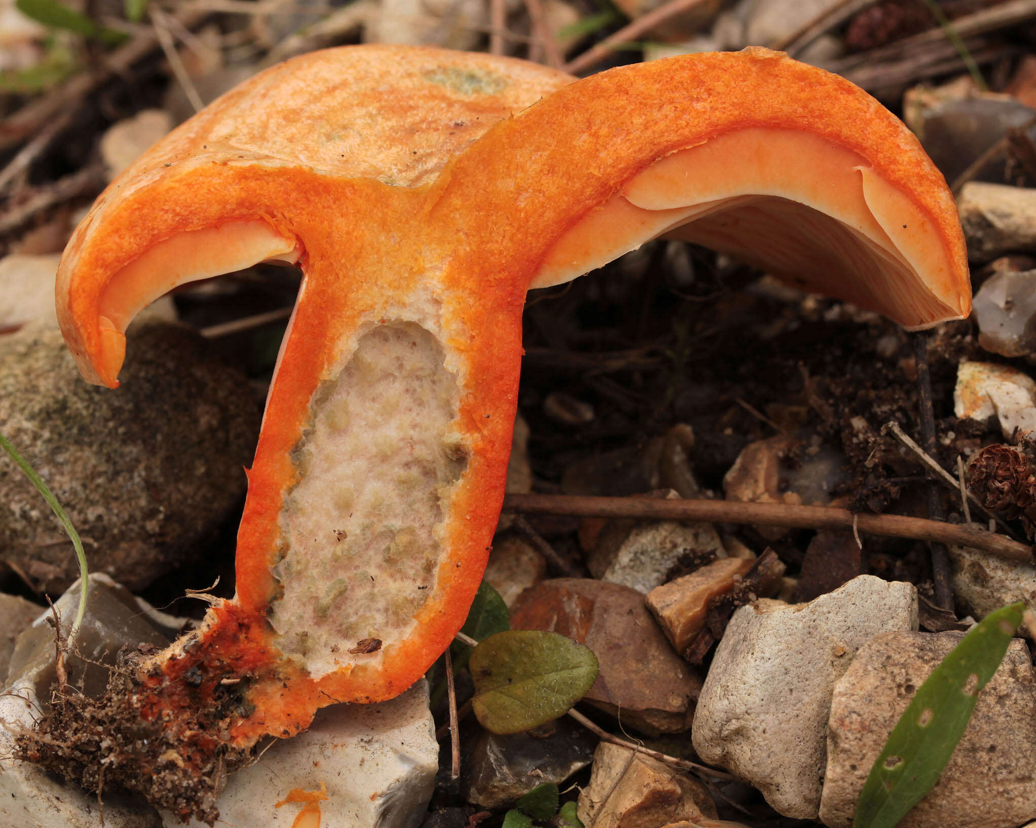 Image of Red Pine Mushroom