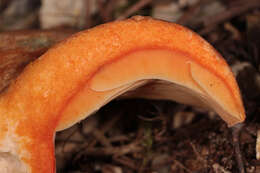 Image of Red Pine Mushroom