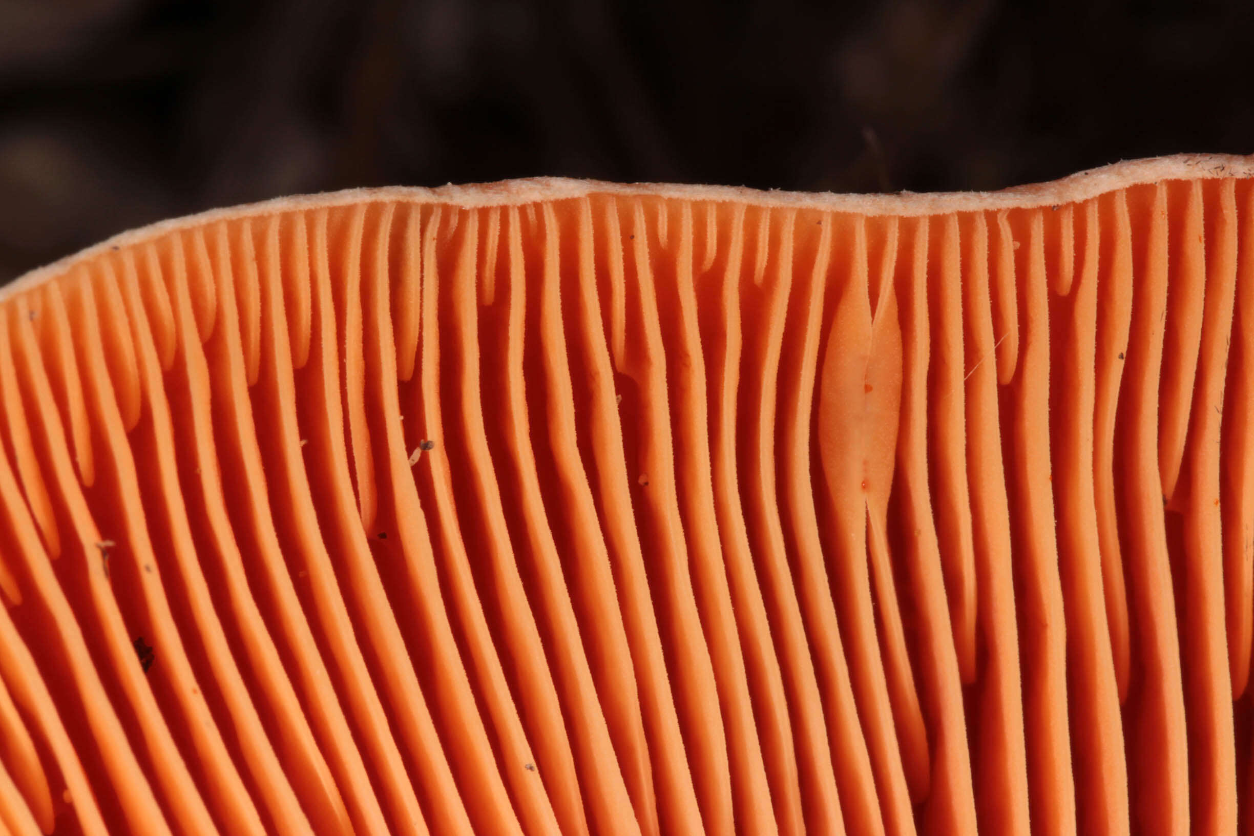 Image of Red Pine Mushroom