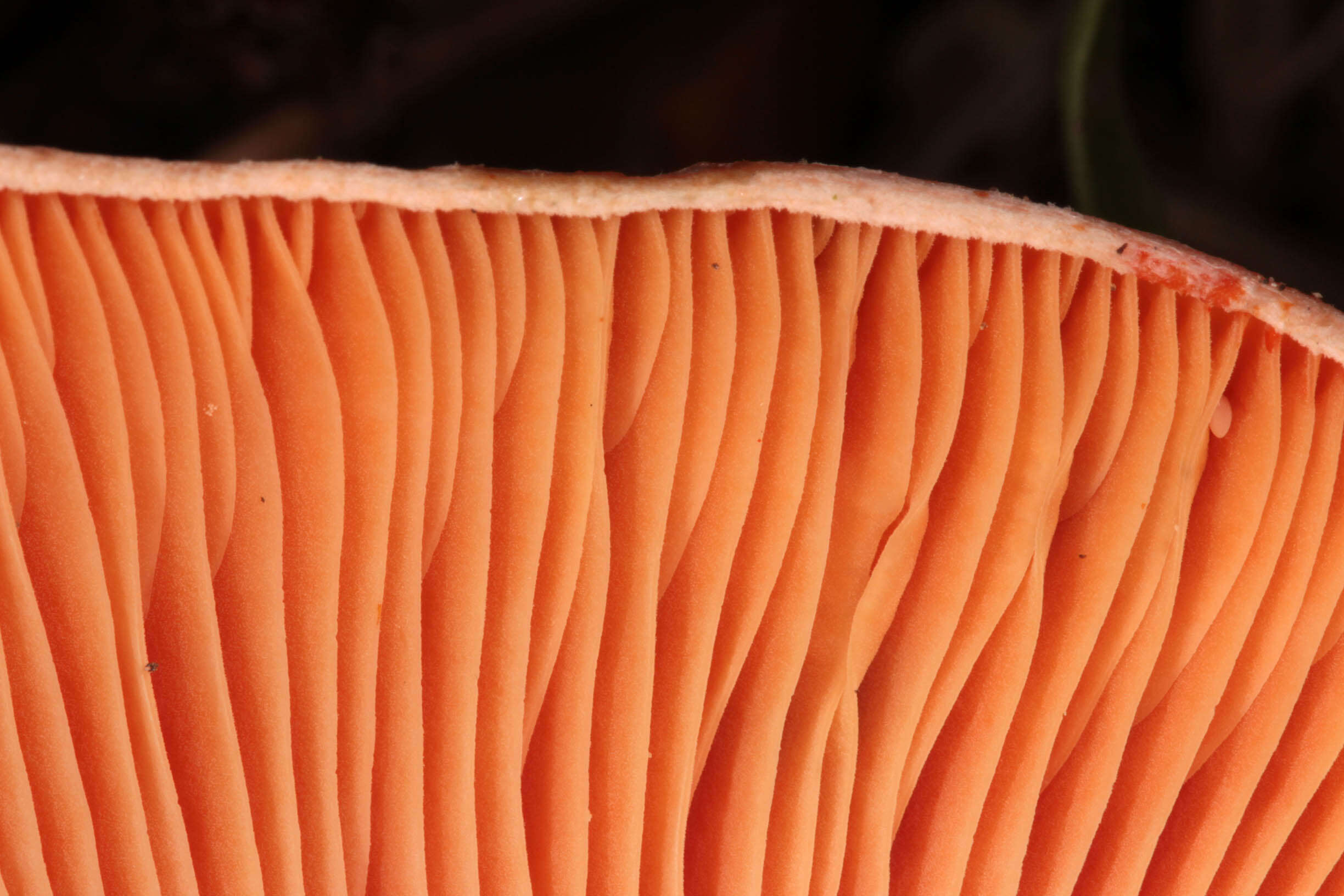 Image of Red Pine Mushroom