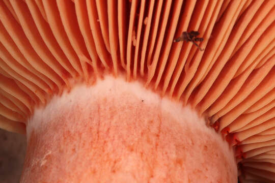 Image of Red Pine Mushroom