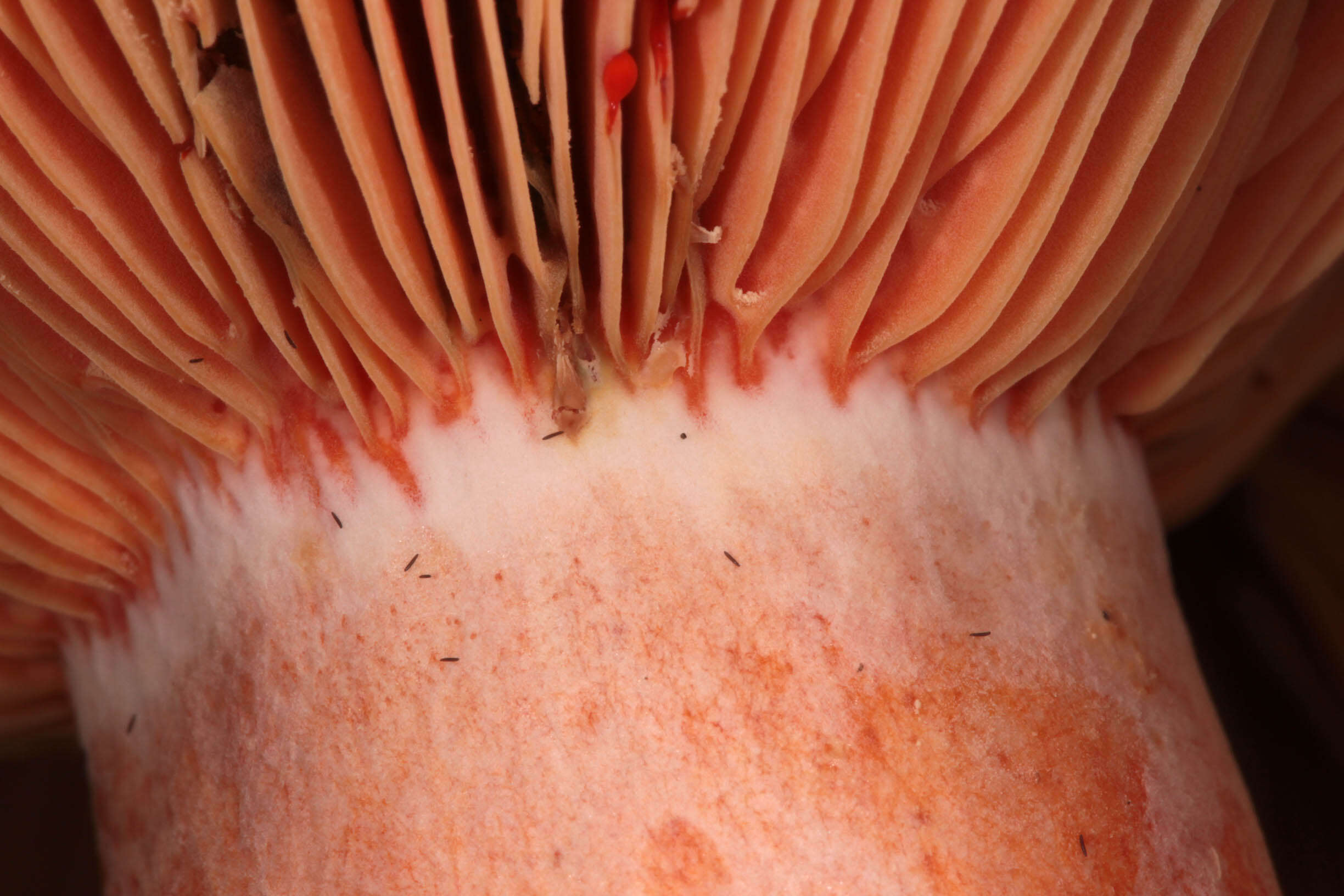 Image of Red Pine Mushroom