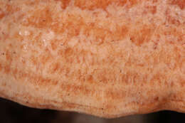 Image of Red Pine Mushroom