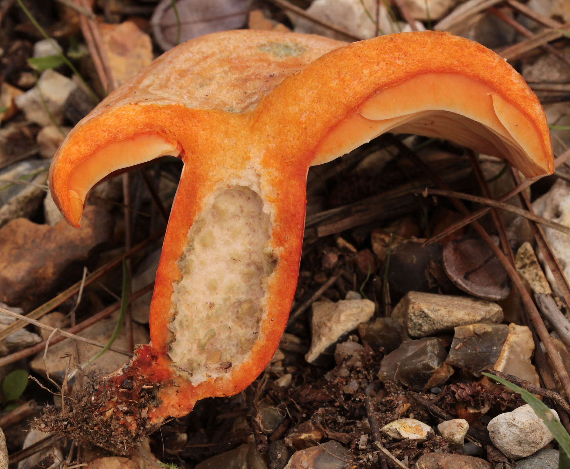 Image of Red Pine Mushroom