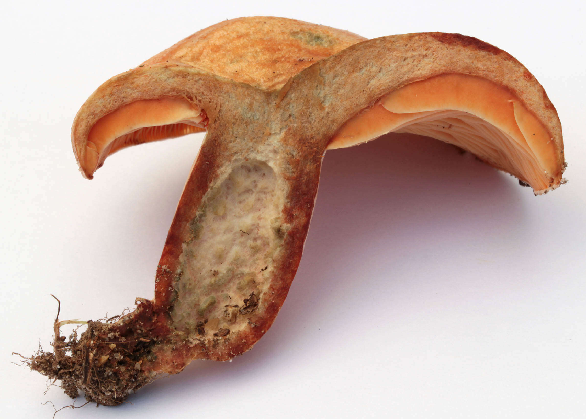 Image of Red Pine Mushroom