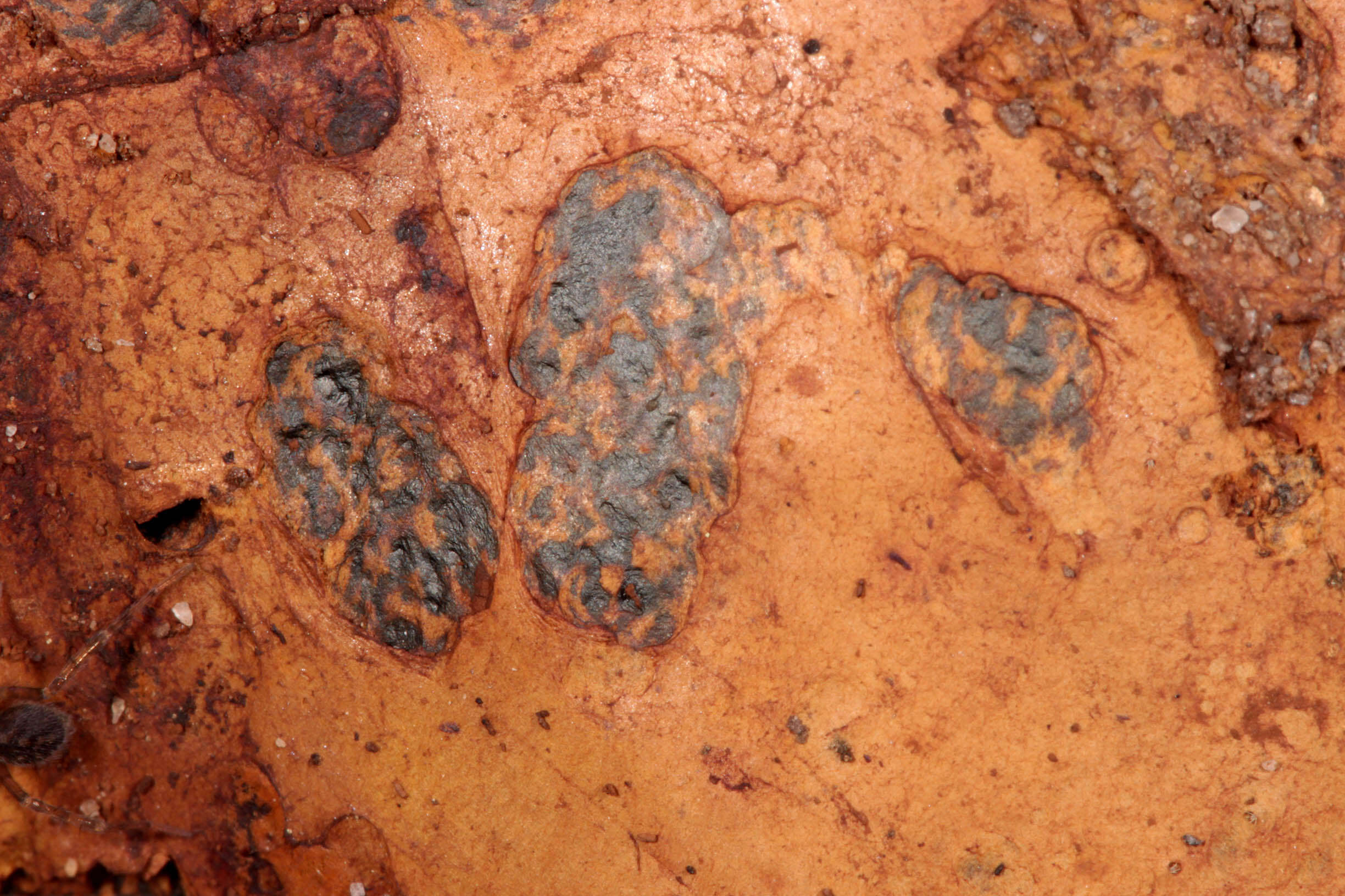 Image of Pisolithus capsulifer (Sowerby) Watling, Phosri & M. P. Martín 2012