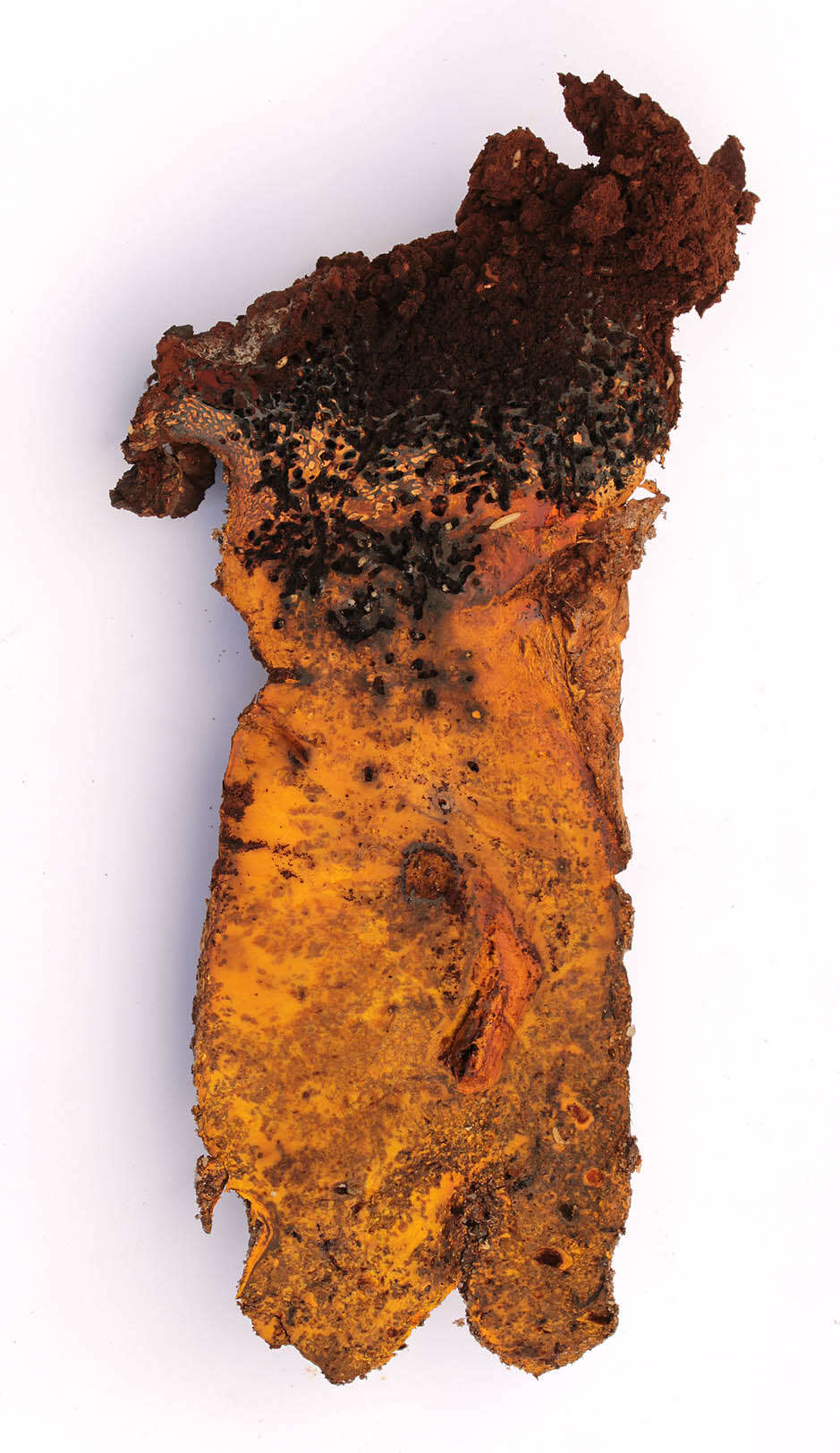 Image of Pisolithus capsulifer (Sowerby) Watling, Phosri & M. P. Martín 2012