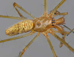 Image of Tetragnatha extensa (Linnaeus 1758)