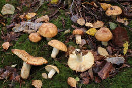 Image of Russula subfoetens W. G. Sm. 1873