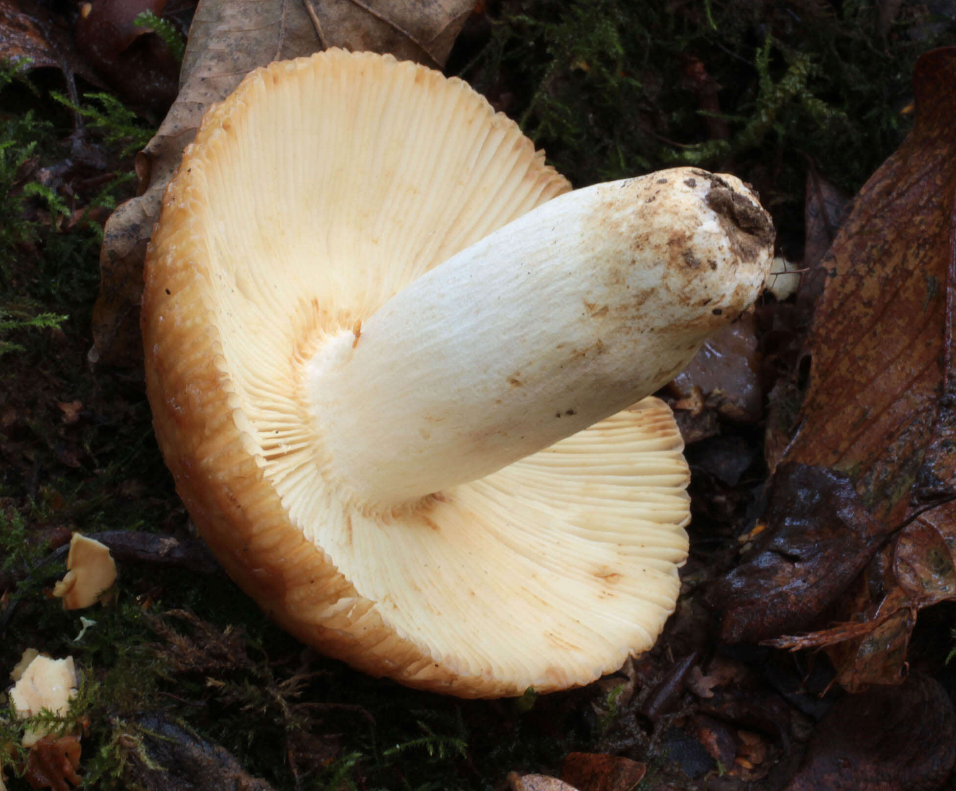 Image of Russula subfoetens W. G. Sm. 1873