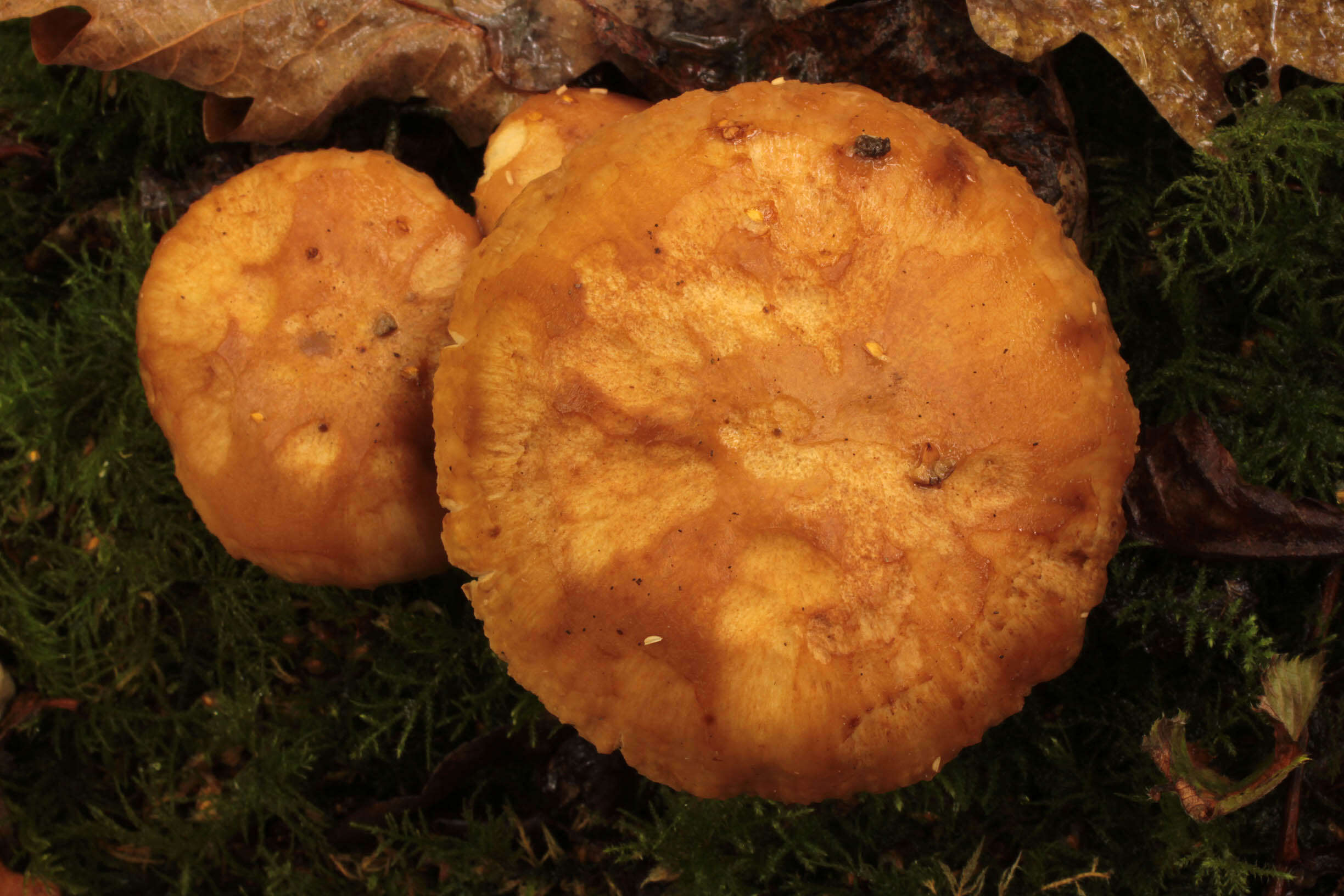 Image of Russula subfoetens W. G. Sm. 1873