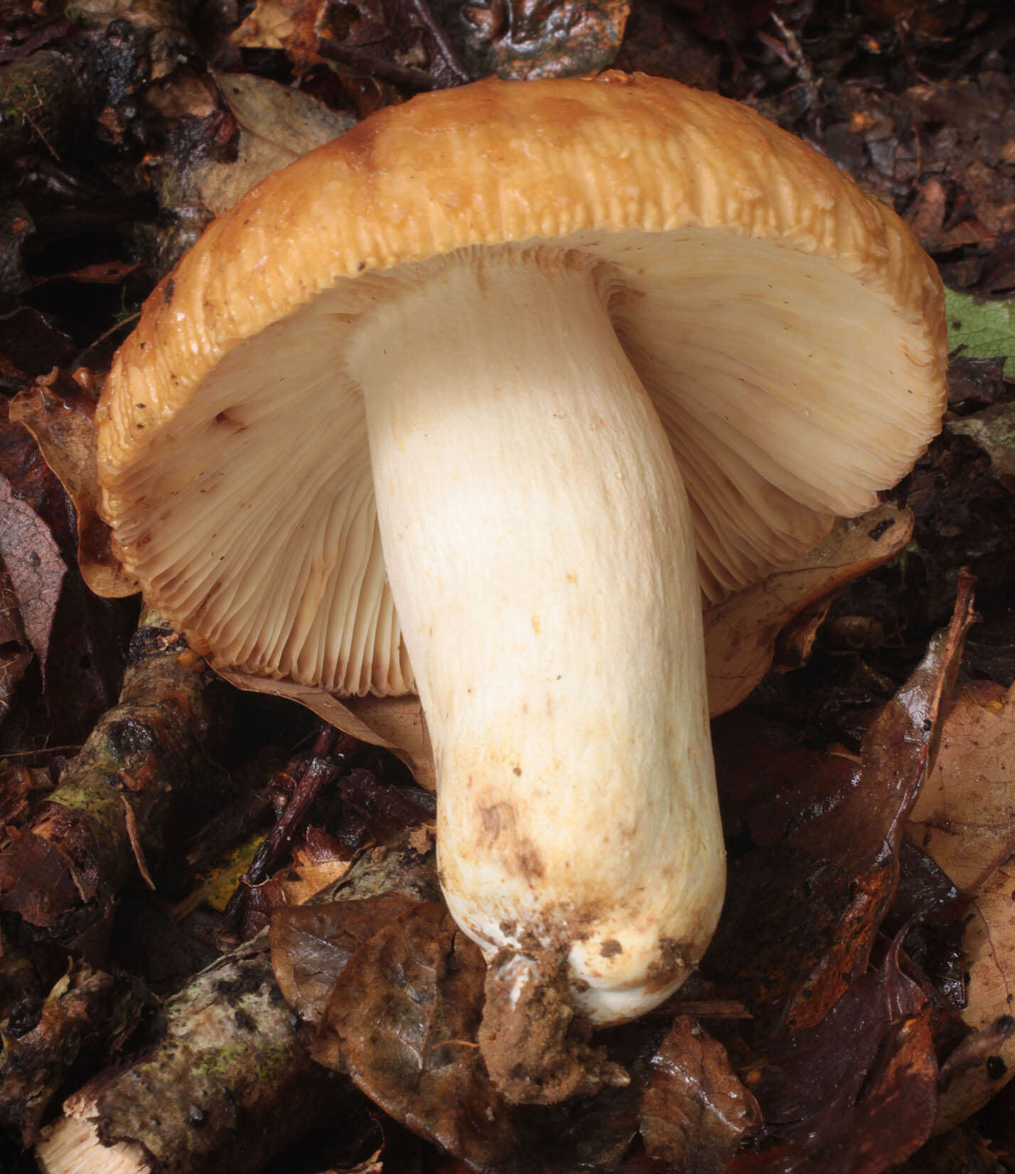 Image of Russula subfoetens W. G. Sm. 1873