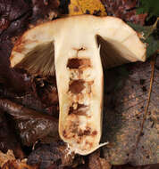 Image of Russula subfoetens W. G. Sm. 1873