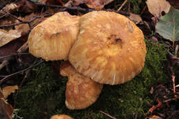 Image of Russula subfoetens W. G. Sm. 1873