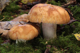 Image of Russula subfoetens W. G. Sm. 1873