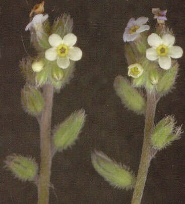 Image of changing forget-me-not