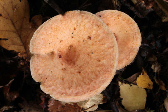 Image of Woolly Milkcap