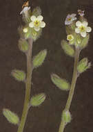 Image of changing forget-me-not