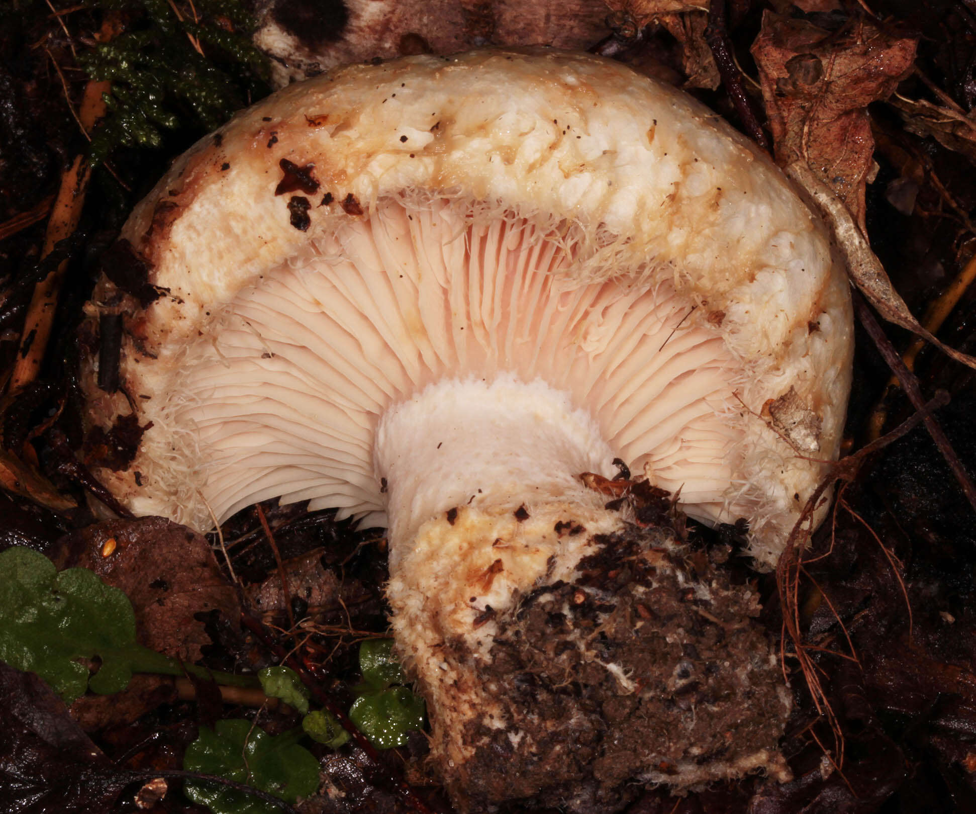 Image of Lactarius citriolens Pouzar 1968