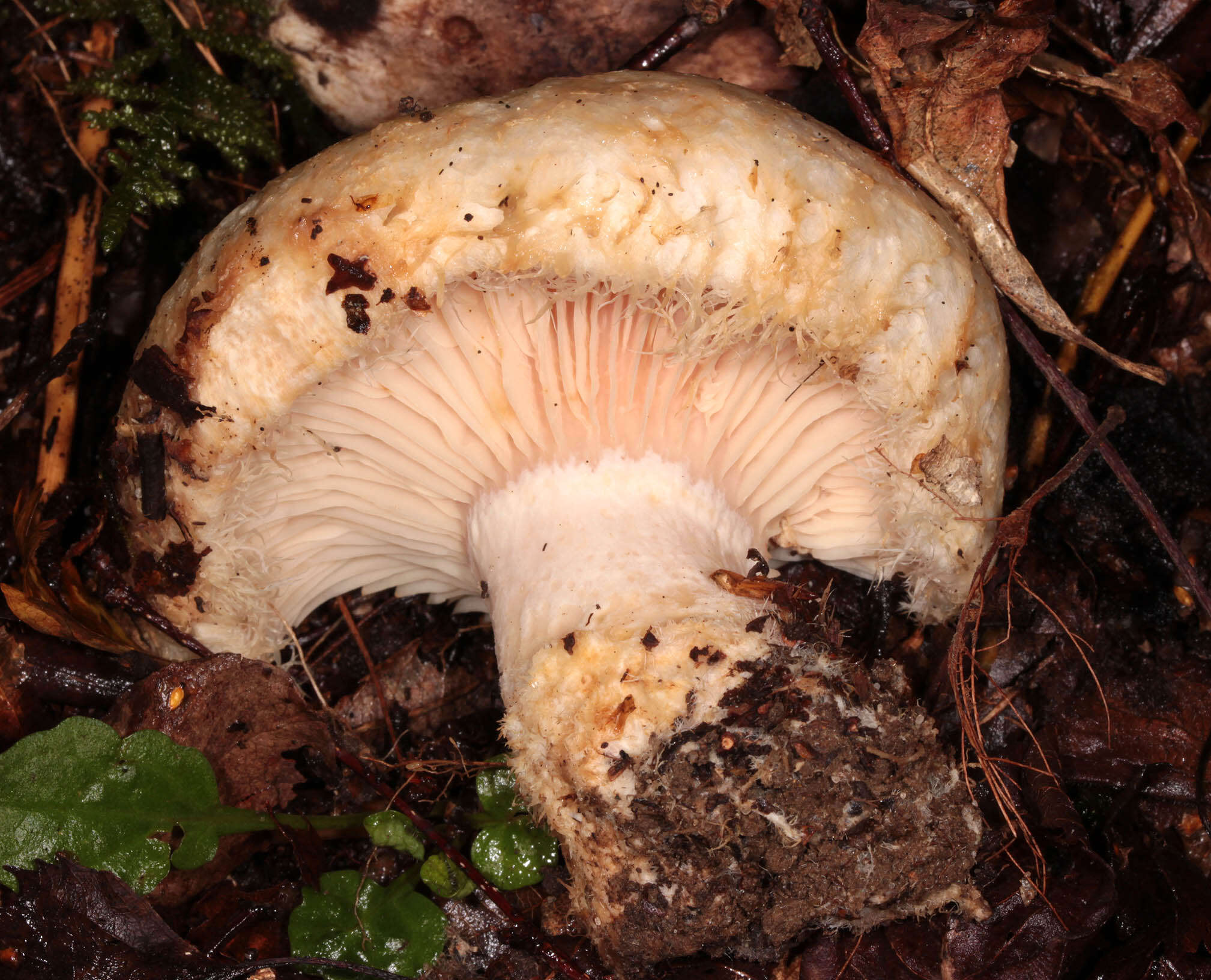 Image of Lactarius citriolens Pouzar 1968