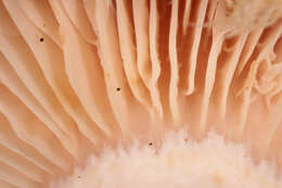 Image of Lactarius citriolens Pouzar 1968