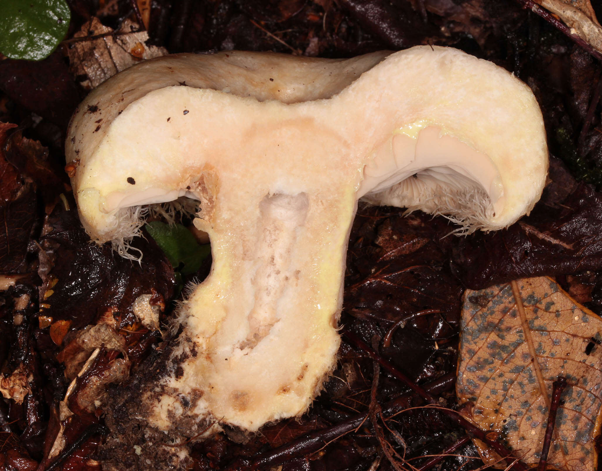 Image of Lactarius citriolens Pouzar 1968