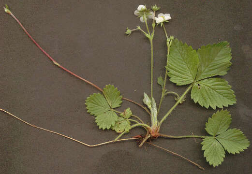 Image of woodland strawberry