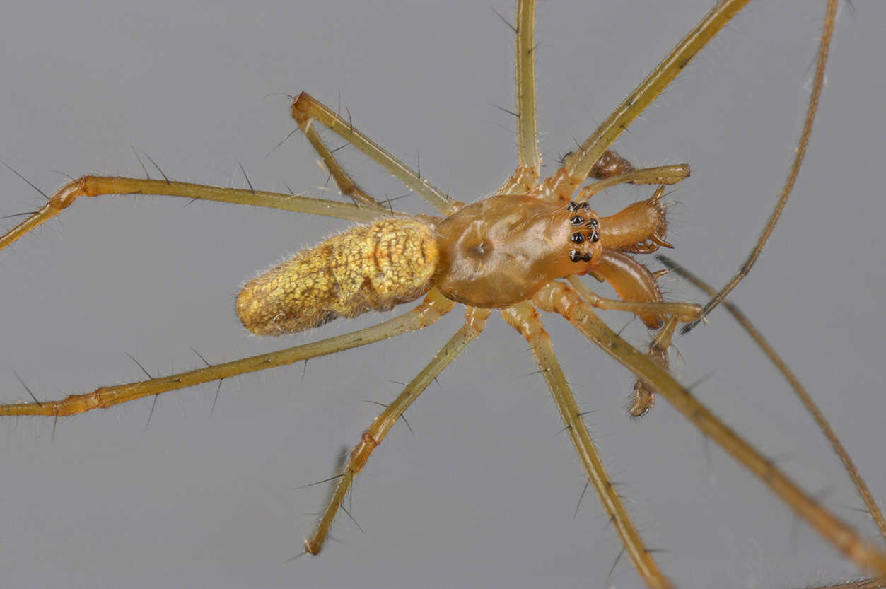 Image de Tetragnatha extensa (Linnaeus 1758)