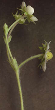 Image of woodland strawberry