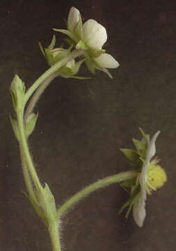 Image of woodland strawberry