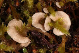 Image of Small Moss Oysterling