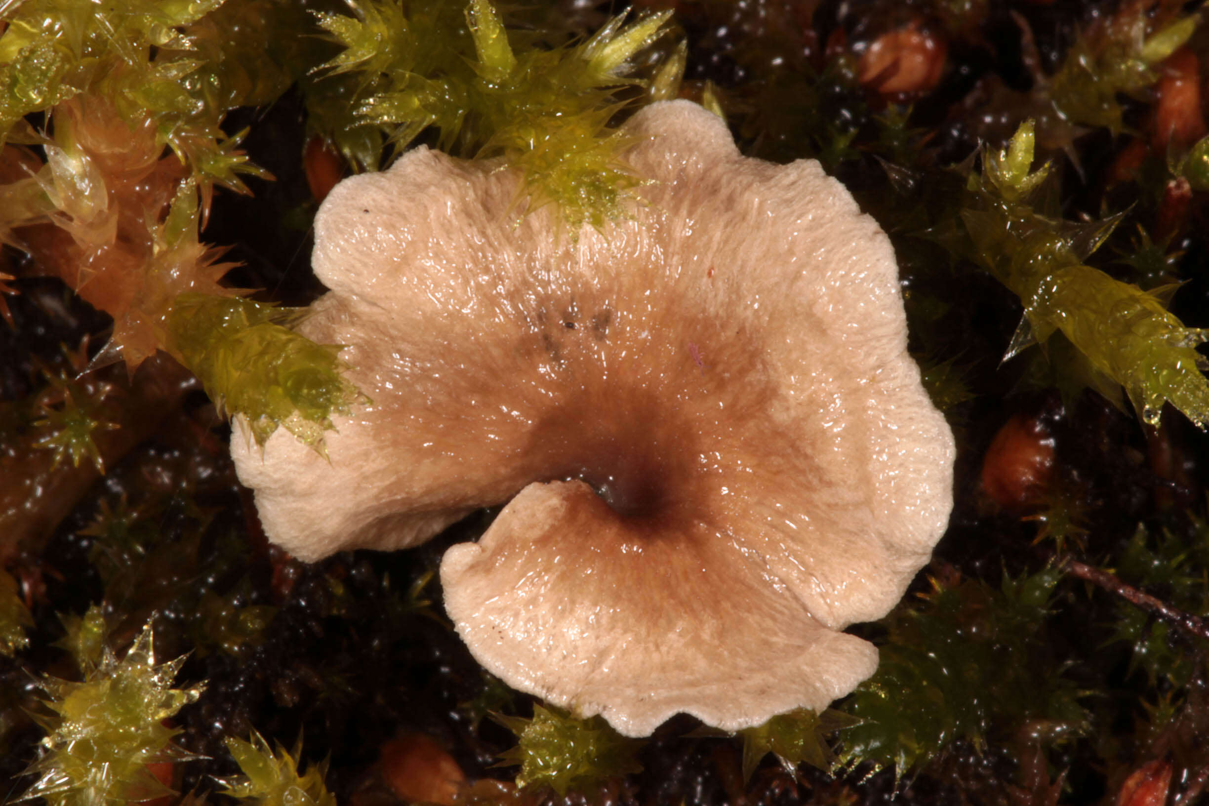 Image of Small Moss Oysterling