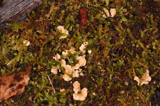 Image of Small Moss Oysterling