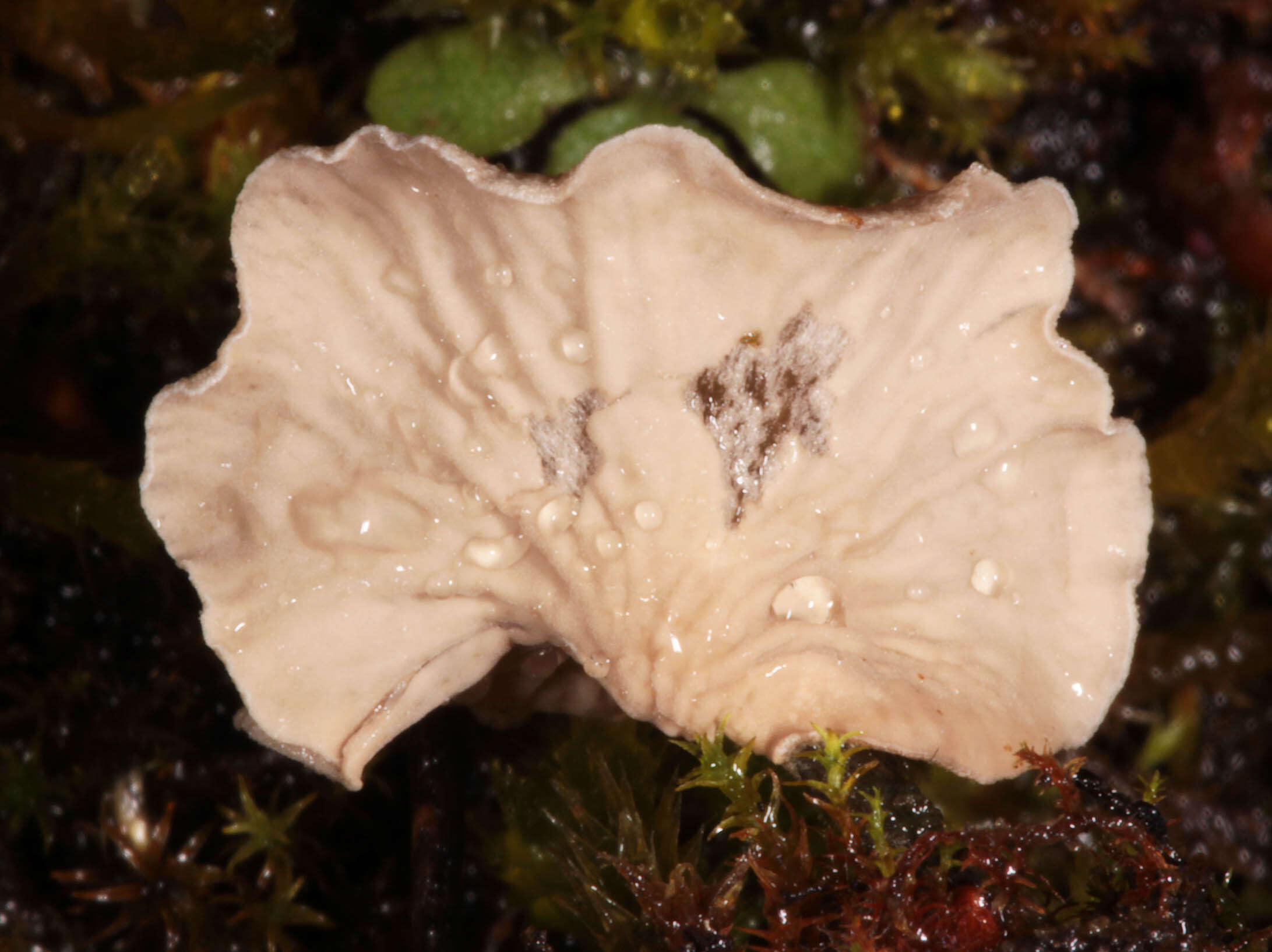 Image of Small Moss Oysterling