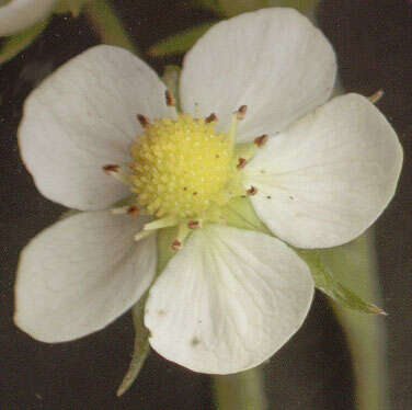 Image of woodland strawberry