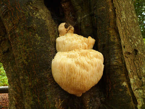Image of Bearded tooth