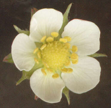 Image of woodland strawberry