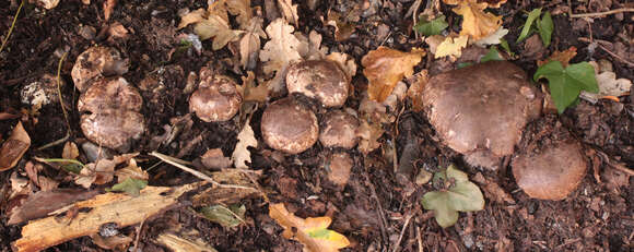 Image de Agaric ceinturé