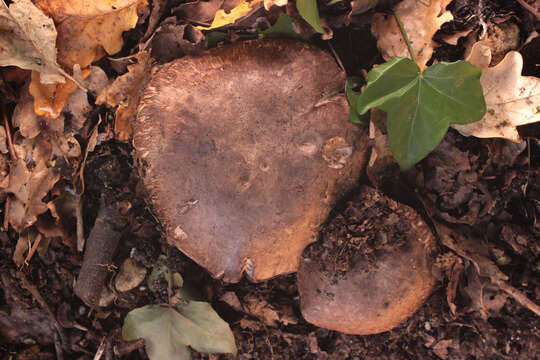 Image de Agaric ceinturé