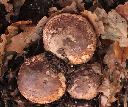 Image de Agaric ceinturé