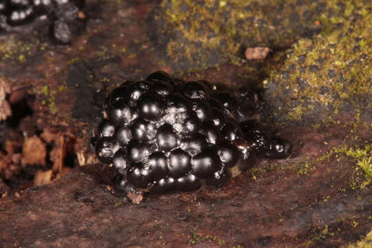 Image of Common frog