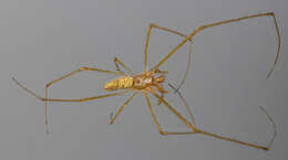 Image de Tetragnatha extensa (Linnaeus 1758)