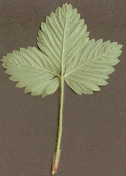 Image of woodland strawberry