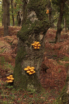 Image of Lemon-yellow Pholiota