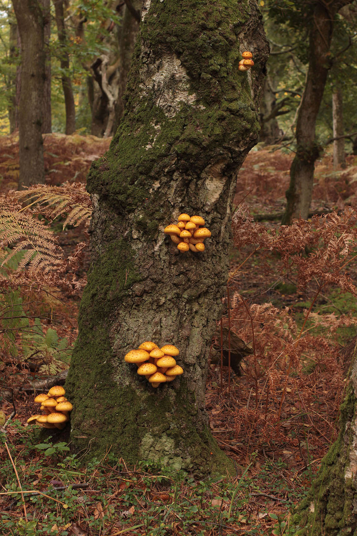 Imagem de Pholiota limonella (Peck) Sacc. 1887