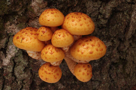 Image of Lemon-yellow Pholiota