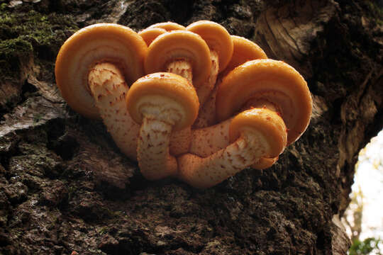 Imagem de Pholiota limonella (Peck) Sacc. 1887