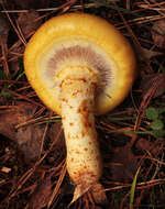 Imagem de Pholiota limonella (Peck) Sacc. 1887